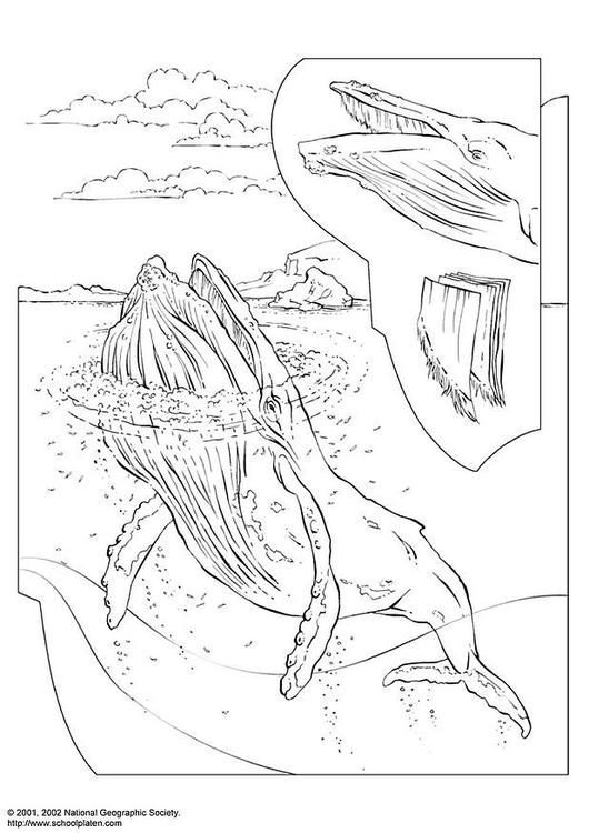 baleine à bosse