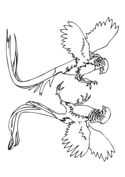 bataille de faisan