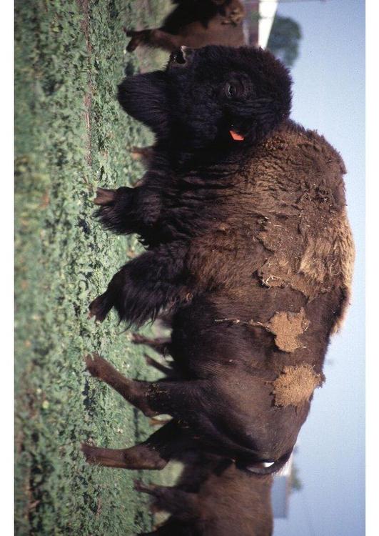 bison américain