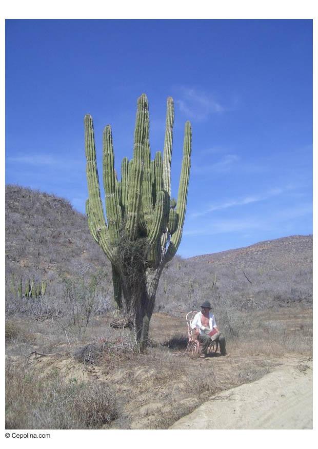 Photo cactus dans le désert - img 8379