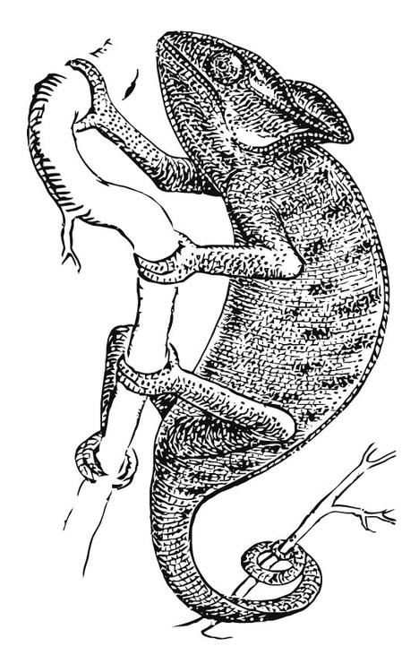 caméléon