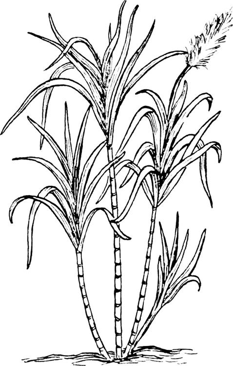 canne à sucre