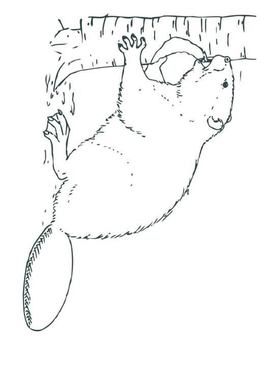 castor