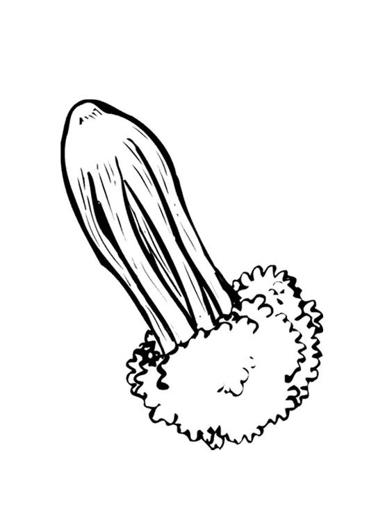 céleri