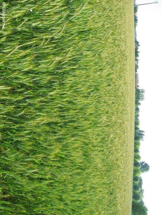 champ de céréales
