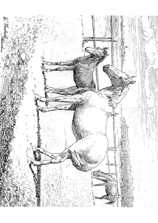 cheval avec poulain