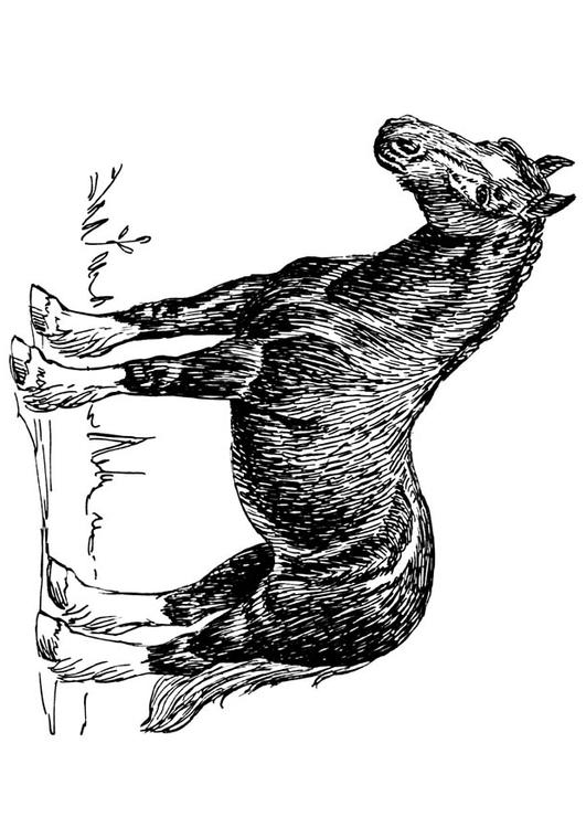 cheval