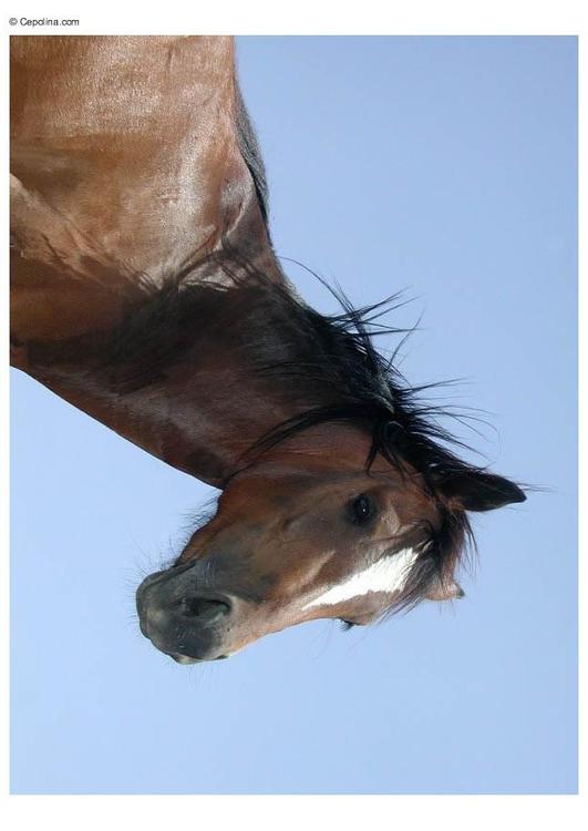 cheval