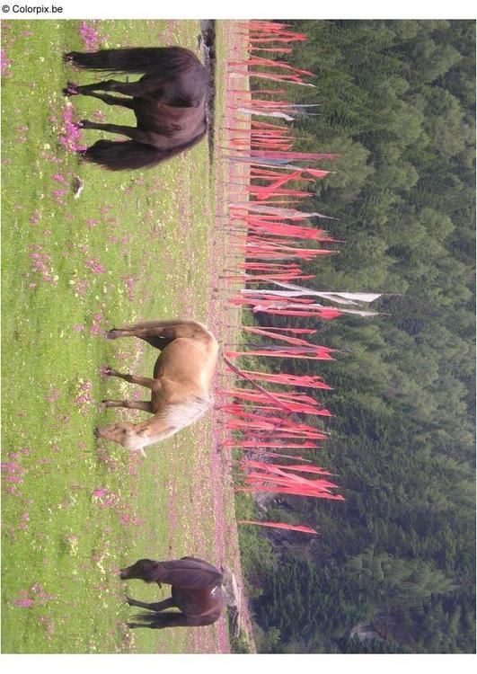 chevaux dans un champ de drapeaux