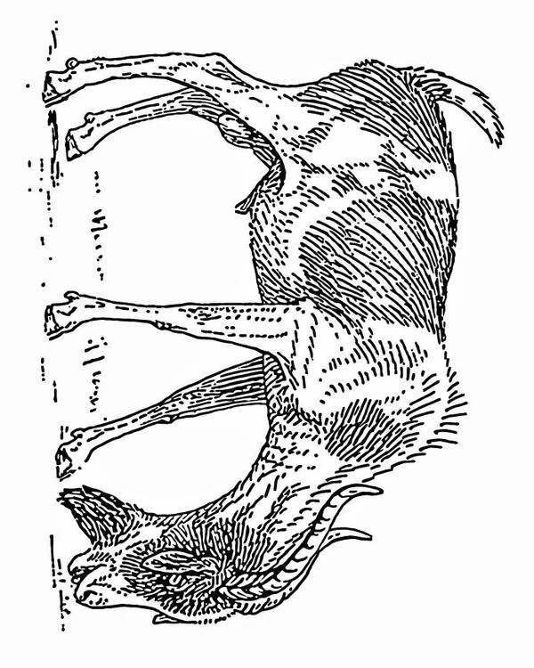 chèvre