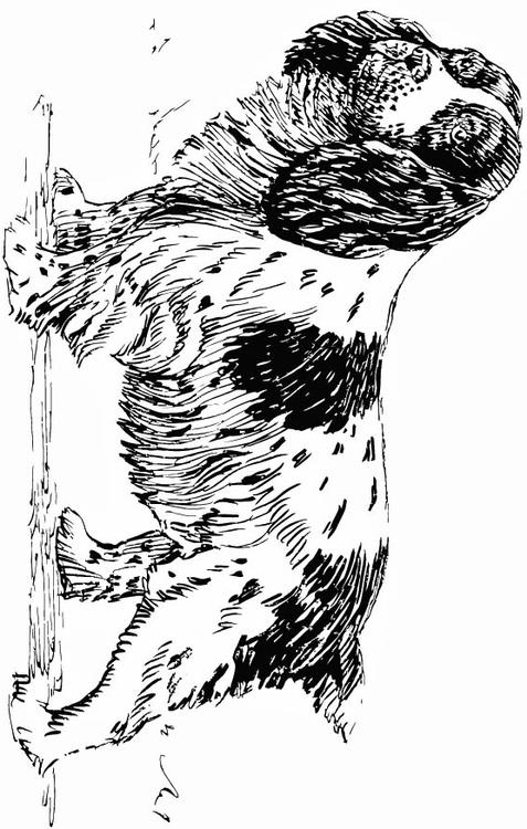 chien - épagneul