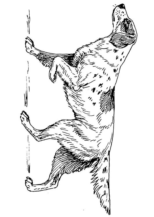 chien - setter