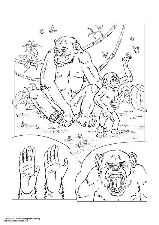 chimpanzé