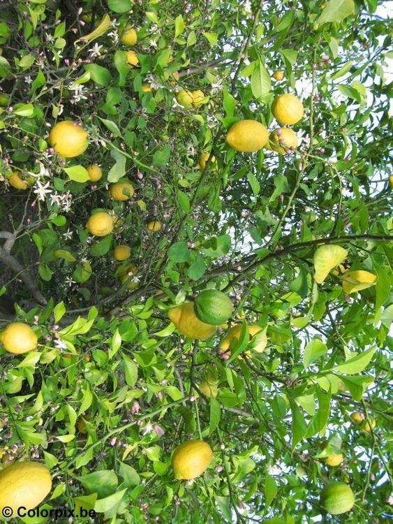 citronnier