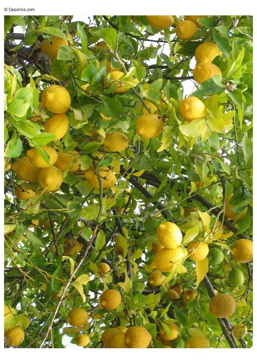 citrons