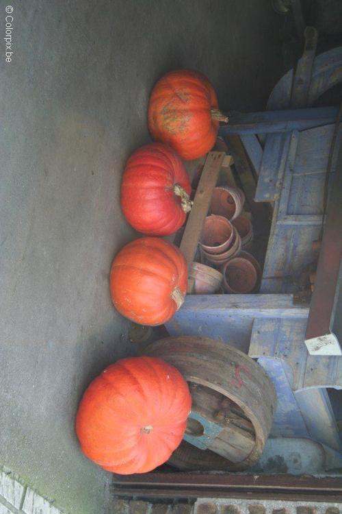 citrouilles