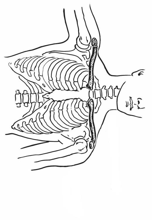 clavicule et sternum