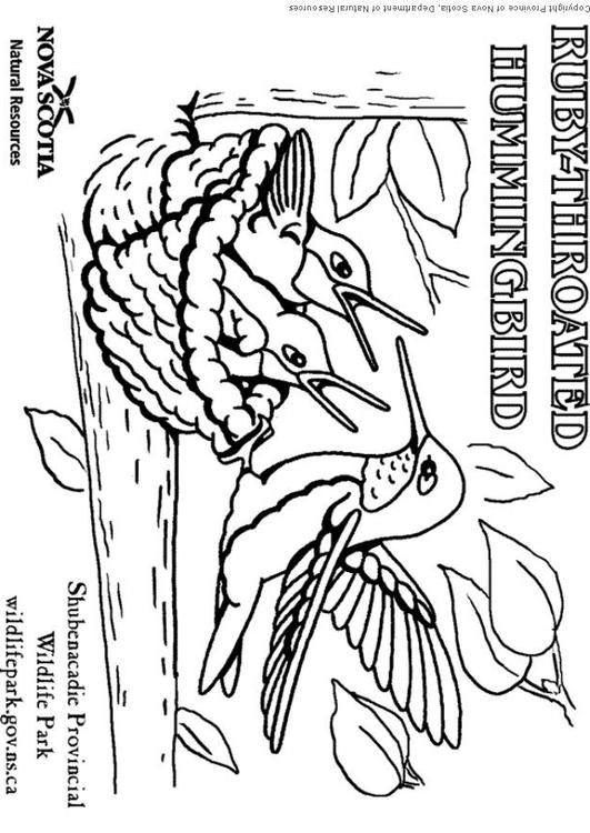 colibri