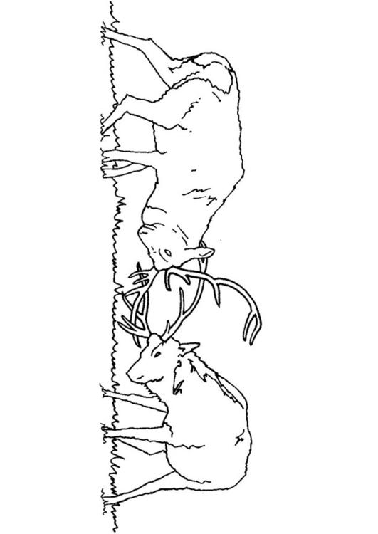 combat de cerfs