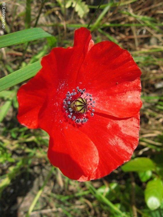 coquelicot