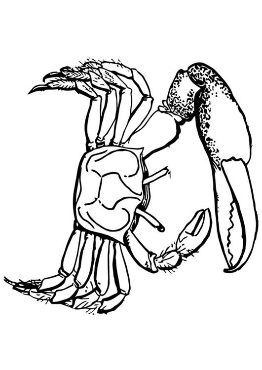 crabe