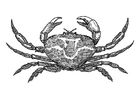 crabe