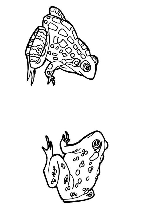 crapaud