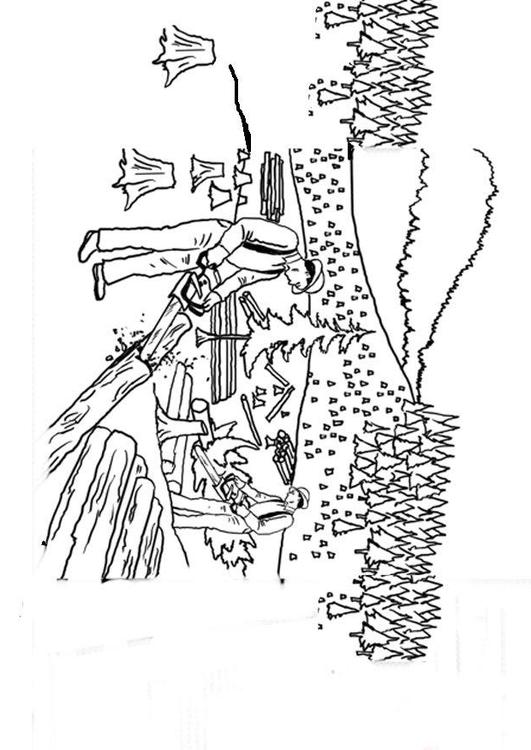 déforestation
