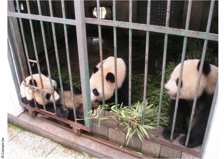 Photo des pandas