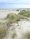 Photos dunes