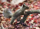 Photos écureuil japonais