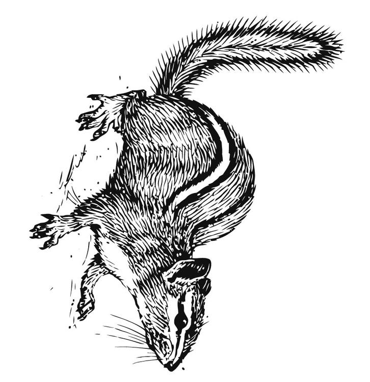 écureuil