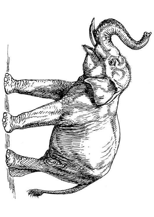 éléphant d'Inde