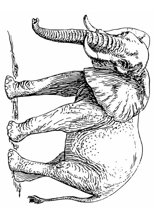 éléphant
