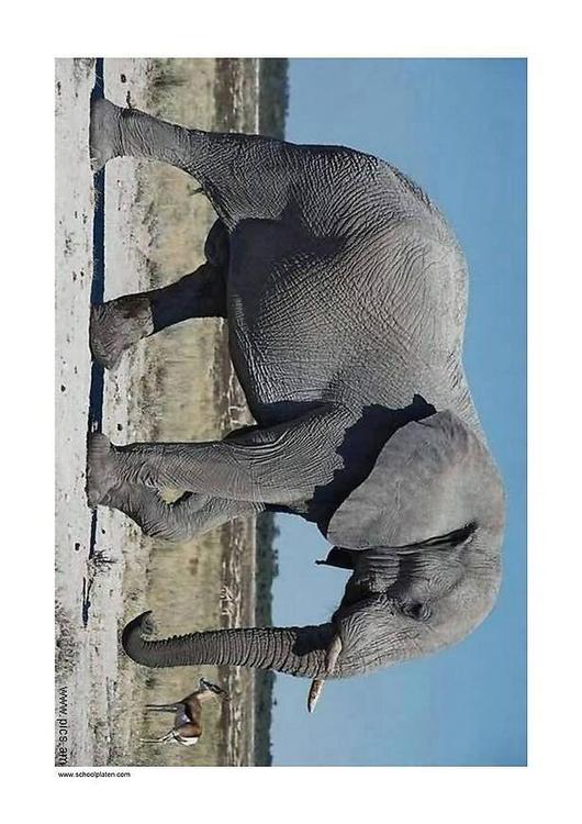 éléphant