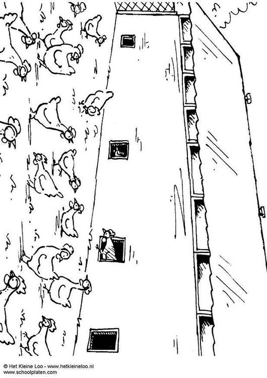 élevage en plein air
