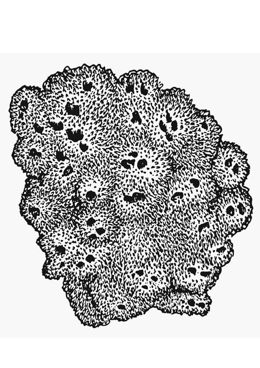 éponge