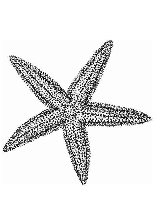 étoile de mer