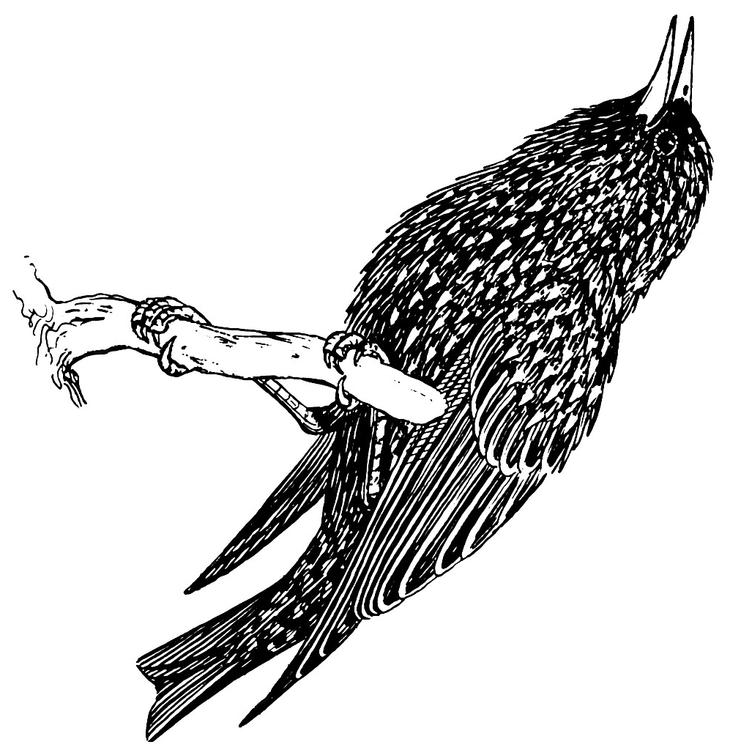 étourneau