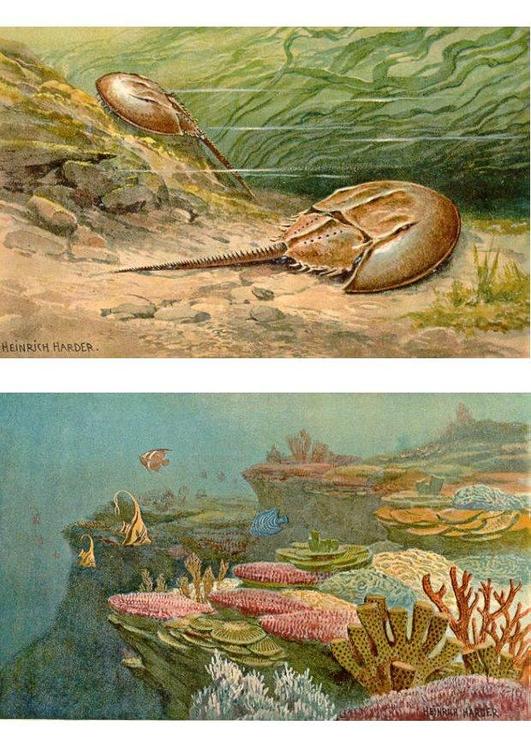 faune maritime