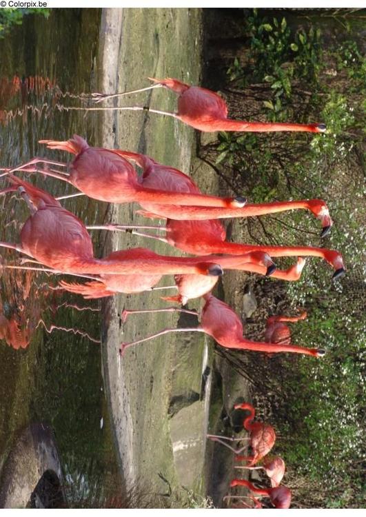 flamants