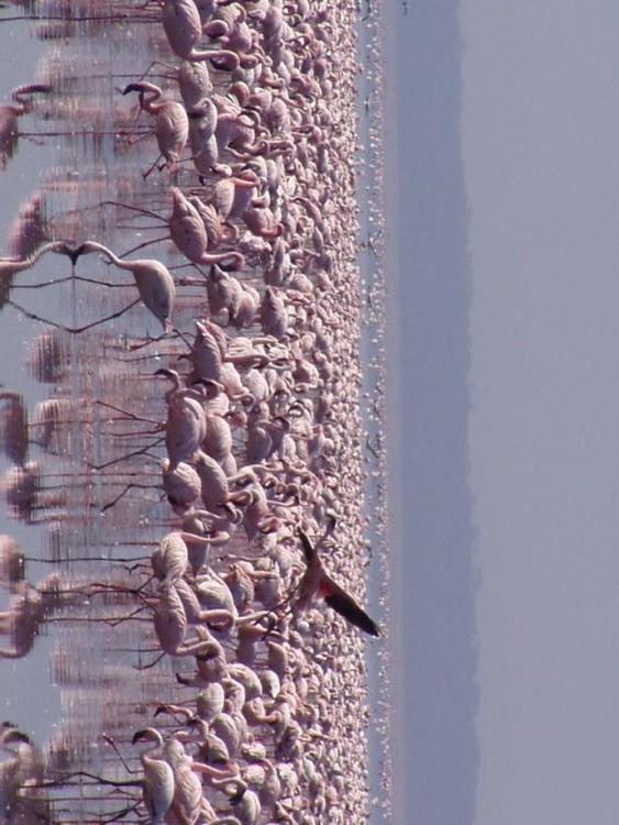 flamants