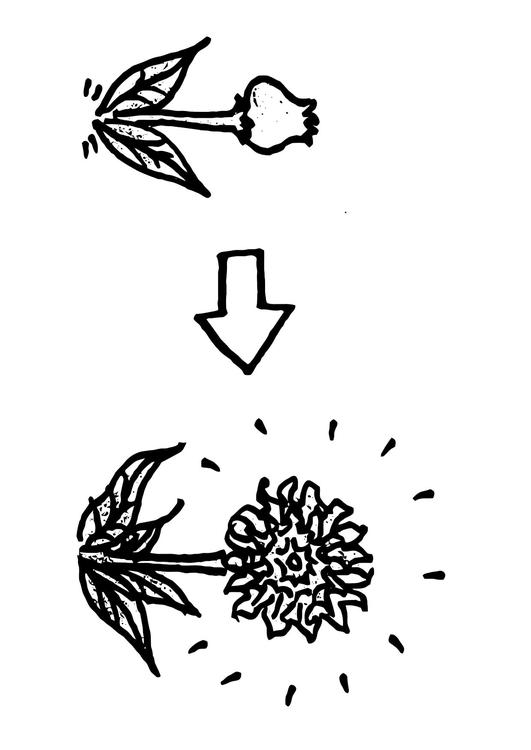 fleurir