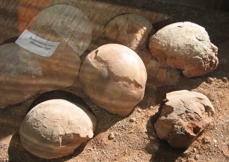 Photo fossiles, oeux de dinosaure