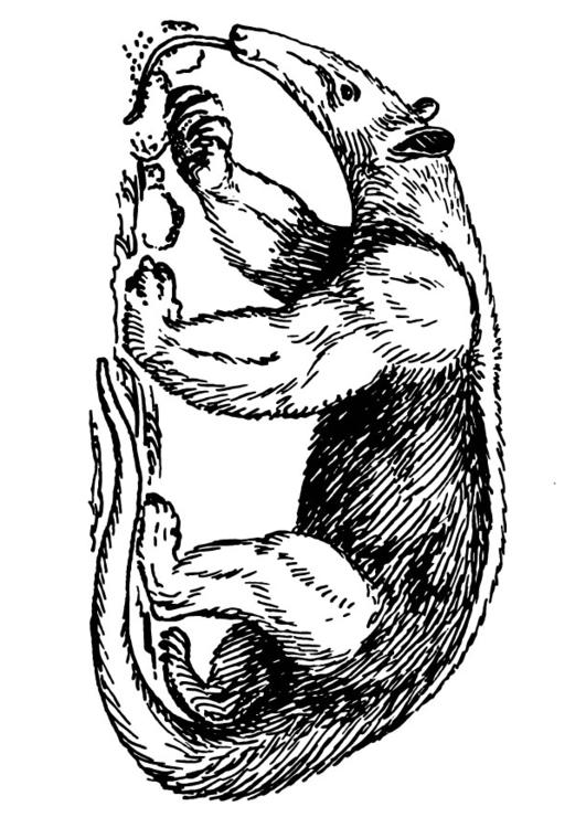 fourmilier