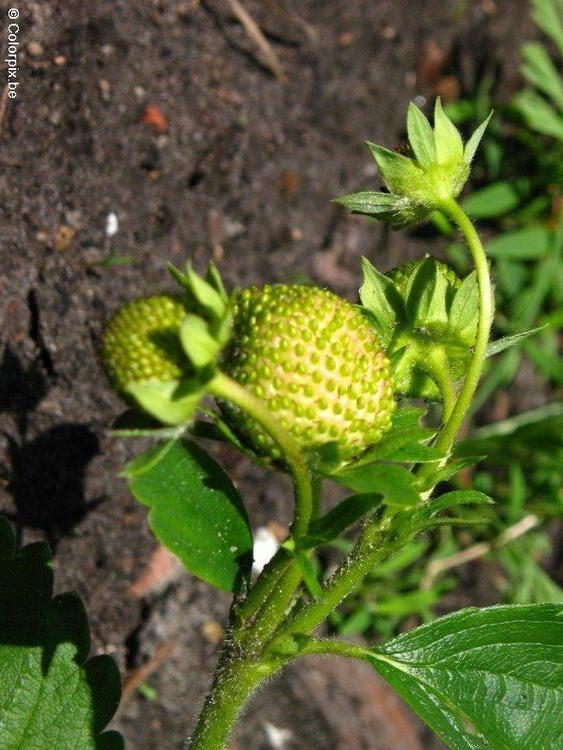 fraises