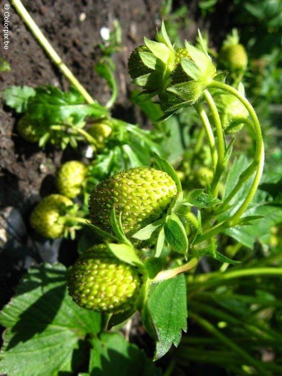 fraises
