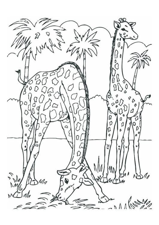 girafes