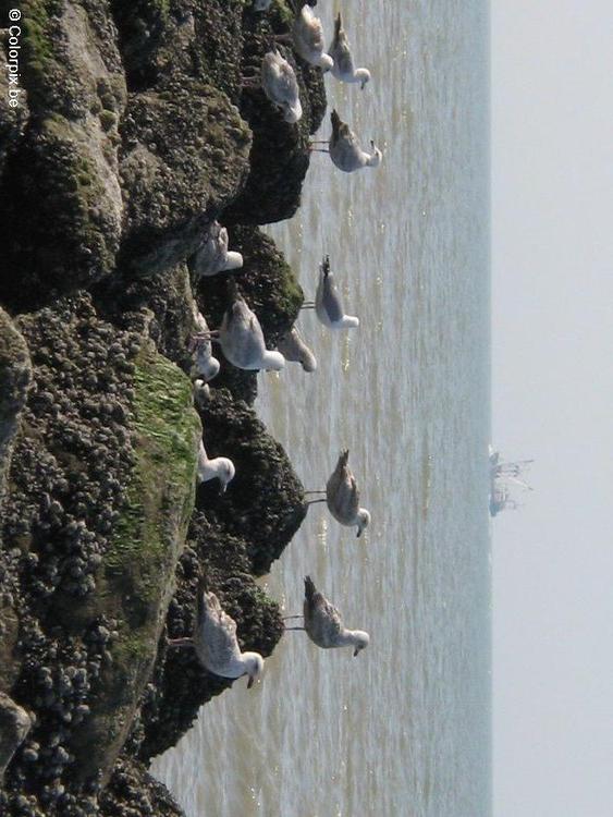 goélands