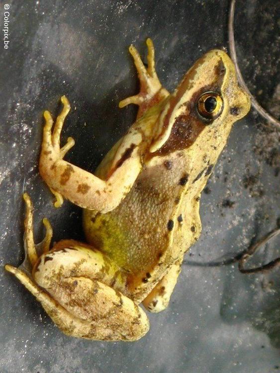 grenouille rousse